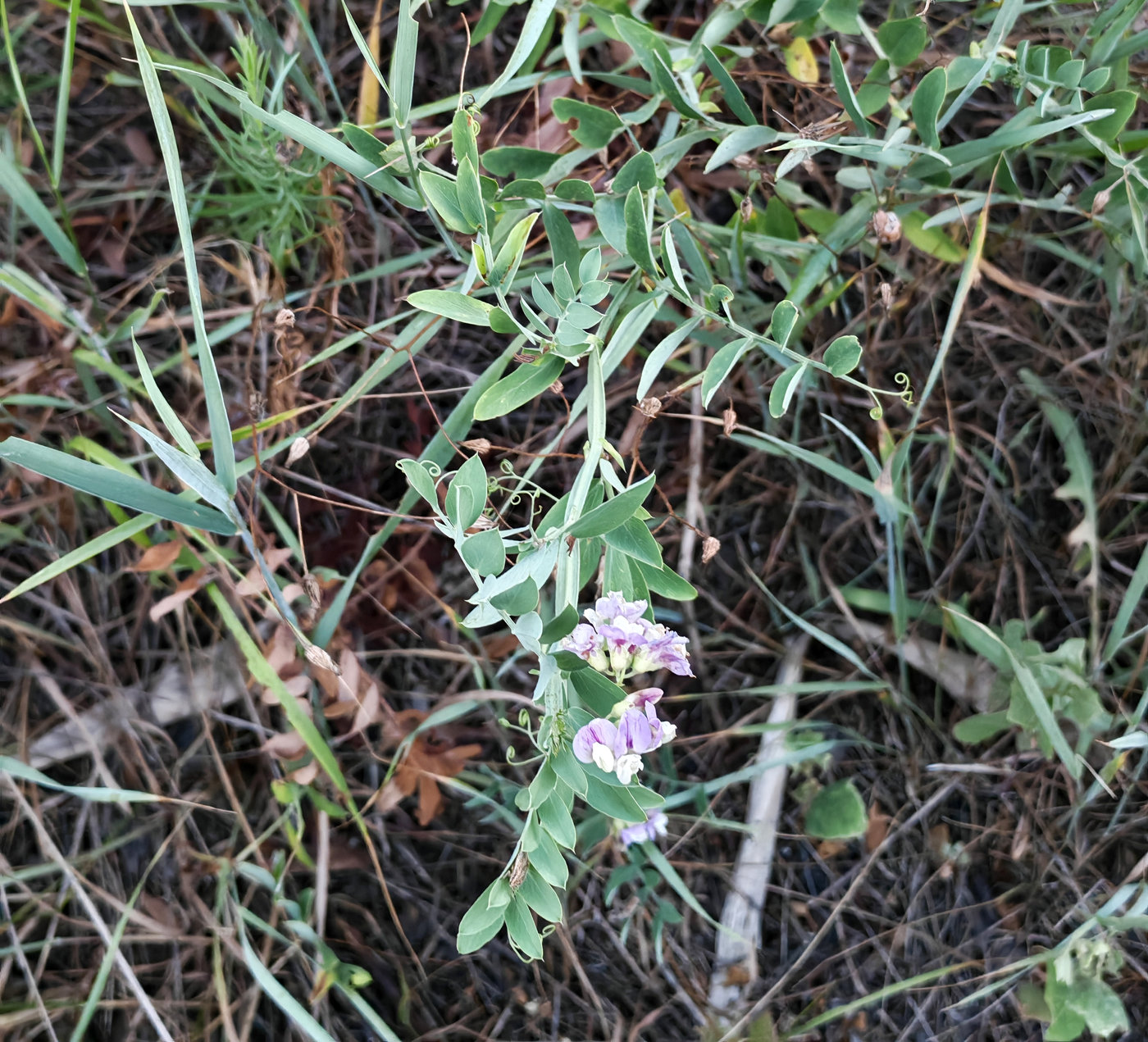 Изображение особи Vicia biennis.