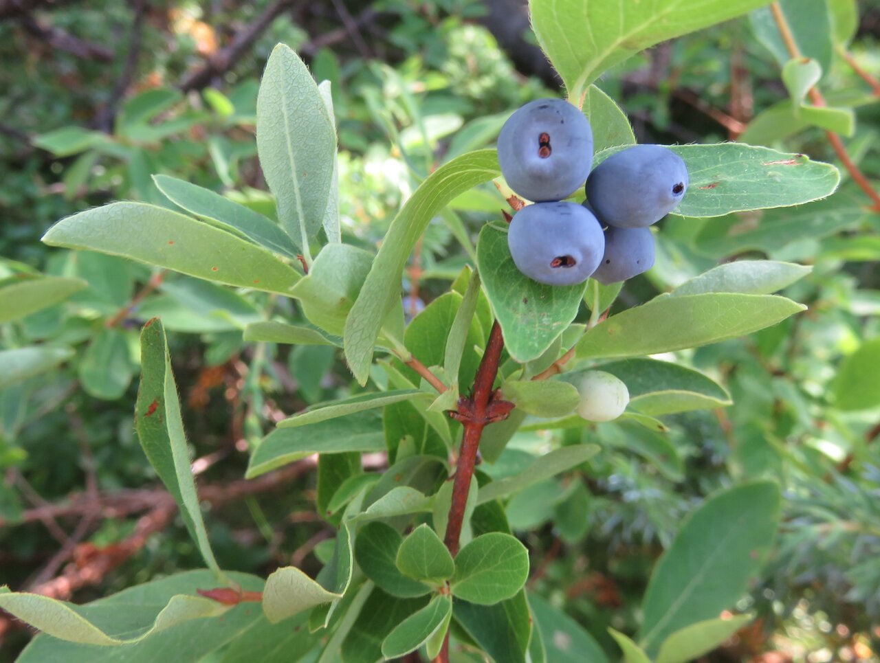 Image of Lonicera caerulea specimen.