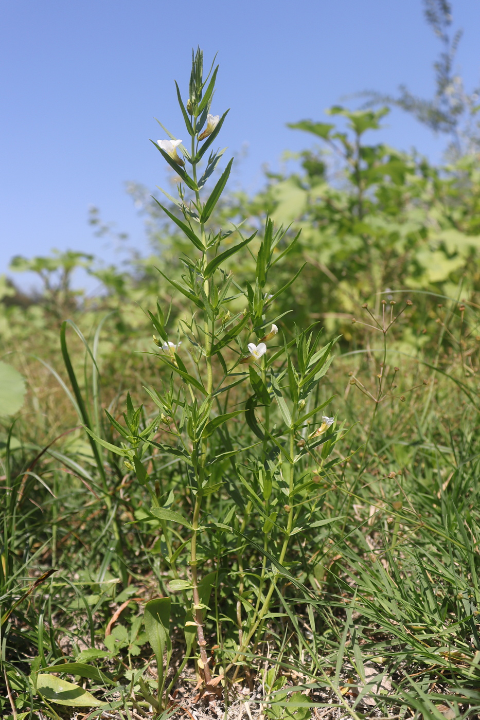 Image of Gratiola officinalis specimen.