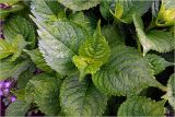 Hydrangea macrophylla. Молодые листья с каплями дождя. Московская обл., Раменский р-н, окр. дер. Хрипань, садовый участок. 28.07.2026.