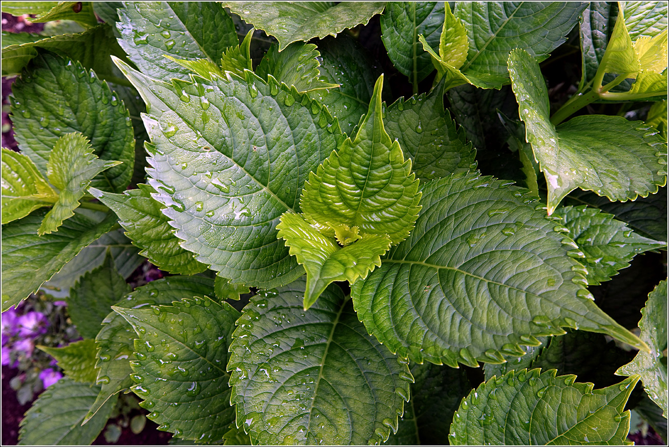 Image of Hydrangea macrophylla specimen.