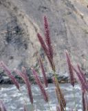 Hordeum violaceum. Соплодия. Дагестан, Докузпаринский р-н, окр. с. Куруш, пойма р. Чехычай, ≈ 2400 н.у.м., галечник. 25.07.2026.