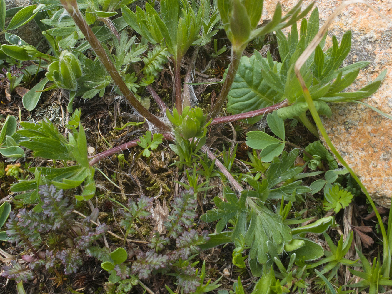 Image of Anemonastrum speciosum specimen.