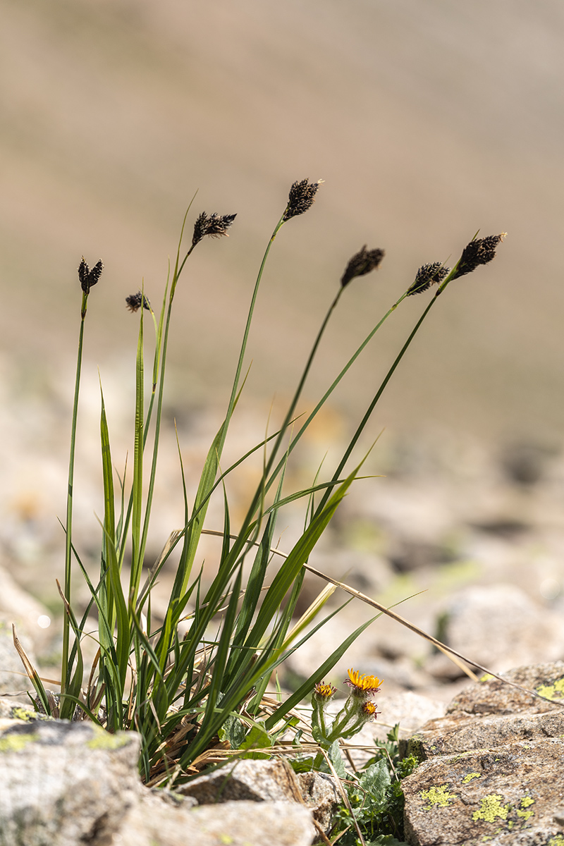 Image of Carex medwedewii specimen.