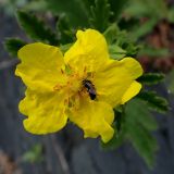 Potentilla acervata. Цветок. Хабаровский край, Комсомольский р-н, с. Верхняя Эконь, берег р. Амур, на скальном грунте. 07.07.2026.
