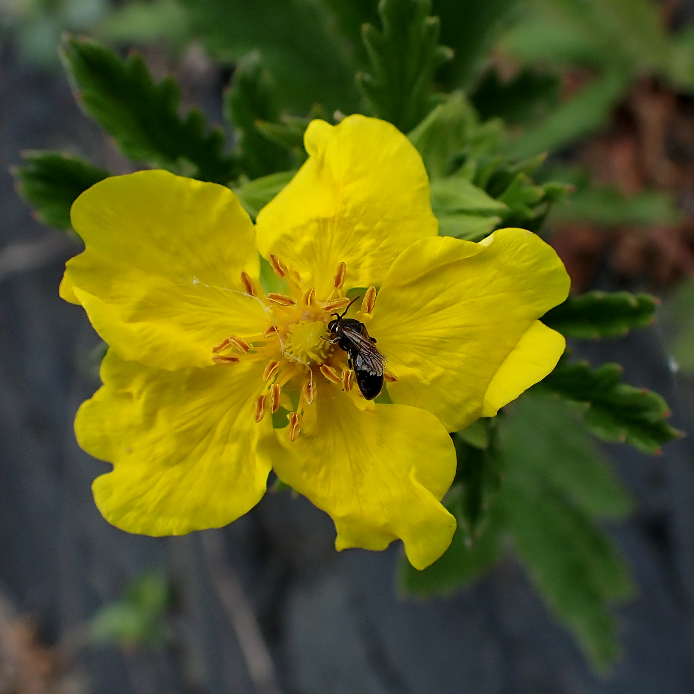 Image of Potentilla acervata specimen.