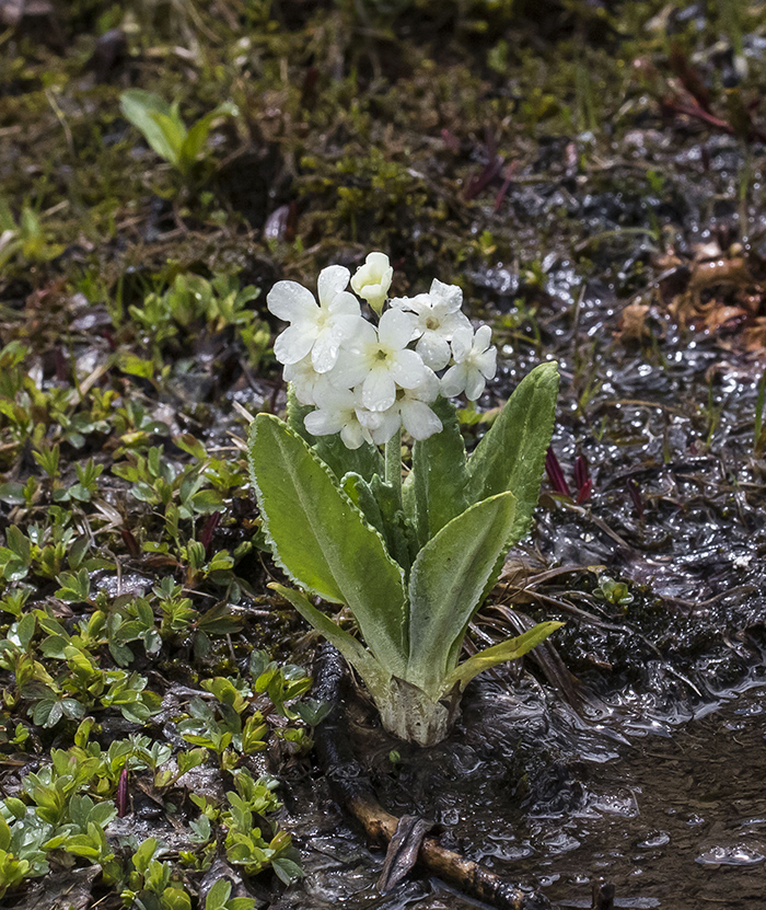 Image of Primula bayernii specimen.