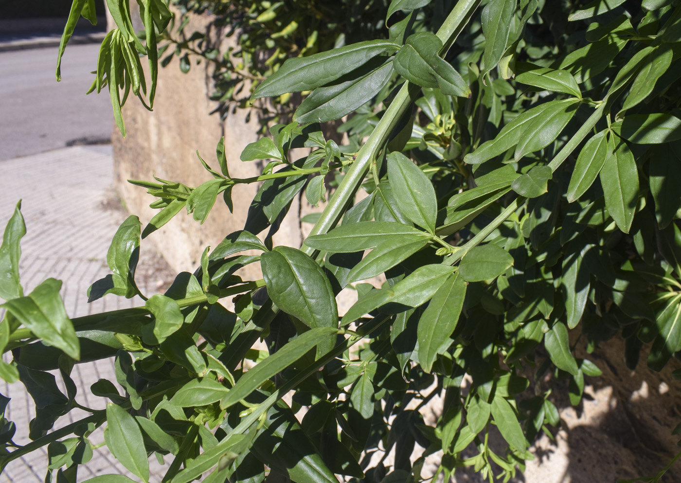 Image of Jasminum mesnyi specimen.