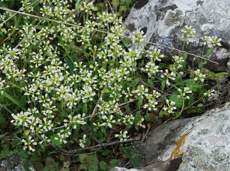 Image of Microthlaspi perfoliatum specimen.