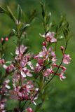 Amygdalus nana. Побеги с соцветиями. Ленинградская обл., пос. Дубочки, в культуре. 22.05.2011.