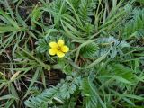 Potentilla anserina. Цветущее растение на обочине дороги. Новосибирская обл., Карасукский р-н, с. Благодатное. 29.05.2011.