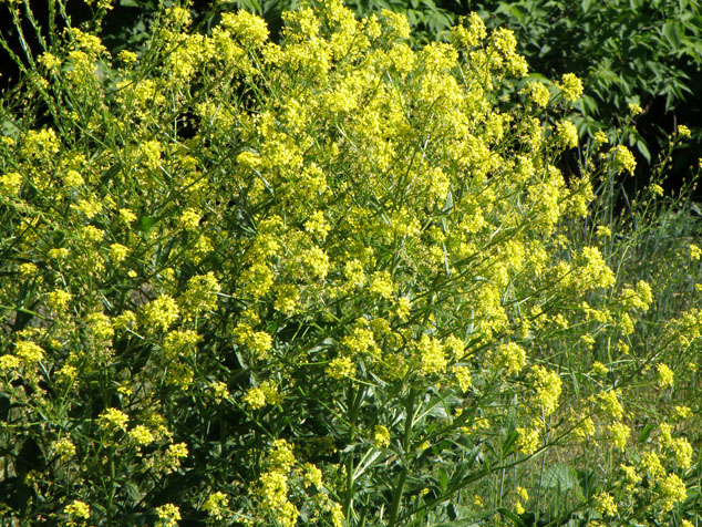 Image of Bunias orientalis specimen.