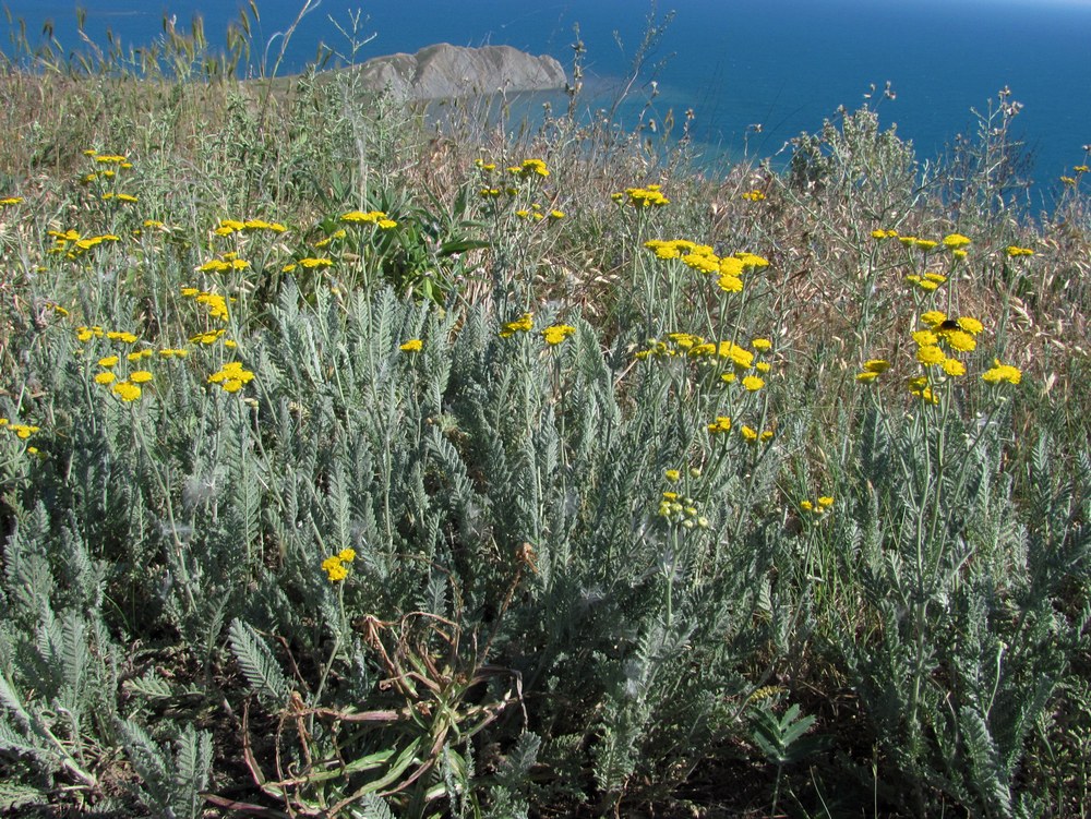 Image of Tanacetum millefolium specimen.