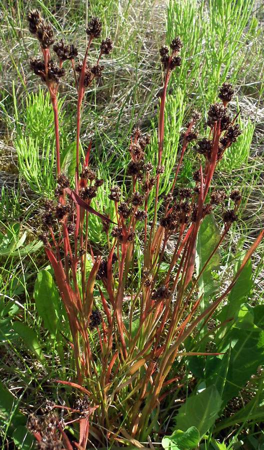 Image of Luzula multiflora ssp. frigida specimen.