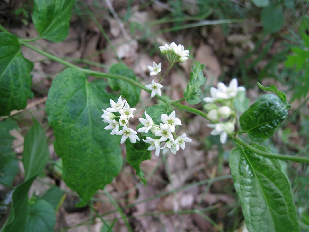 Image of Vincetoxicum hirundinaria specimen.