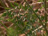 Daucus carota. Лист в средней части стебля. Южный берег Крыма, лес возле Понизовки. 3 июля 2011 г.