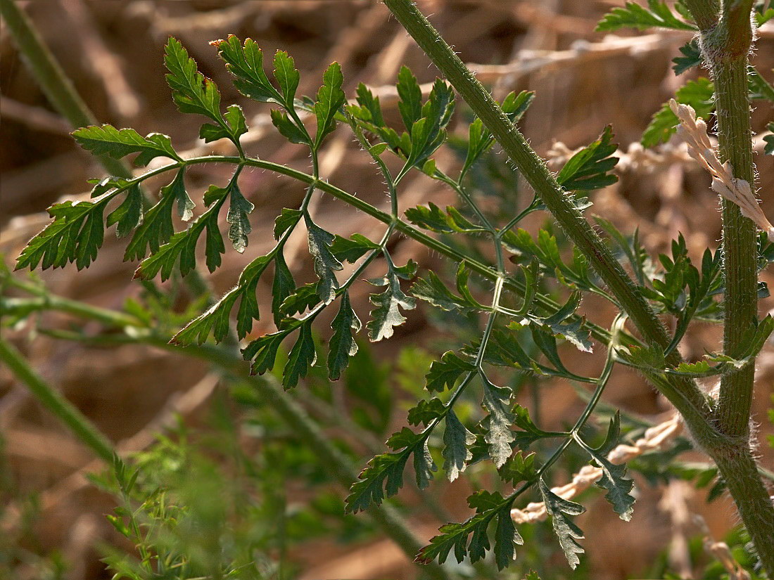 Image of Daucus carota specimen.