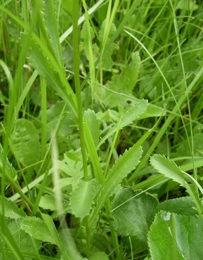 Image of Leucanthemum vulgare specimen.