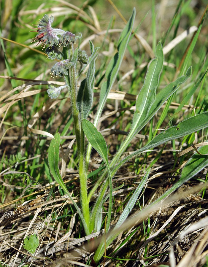Image of Rindera oblongifolia specimen.