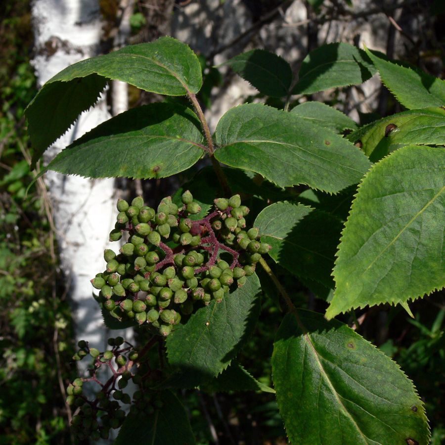 Изображение особи Sambucus sibirica.