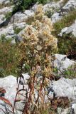 Solidago virgaurea subspecies jailarum. Верхушка плодоносящего растения. Горный Крым, Бабуган-Яйла. 24 августа 2011 г.