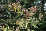 Vernonia gigantea