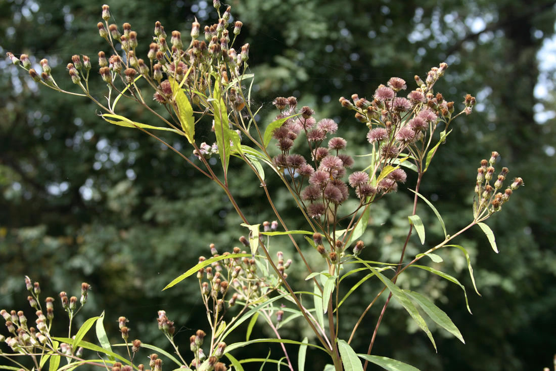 Изображение особи Vernonia gigantea.