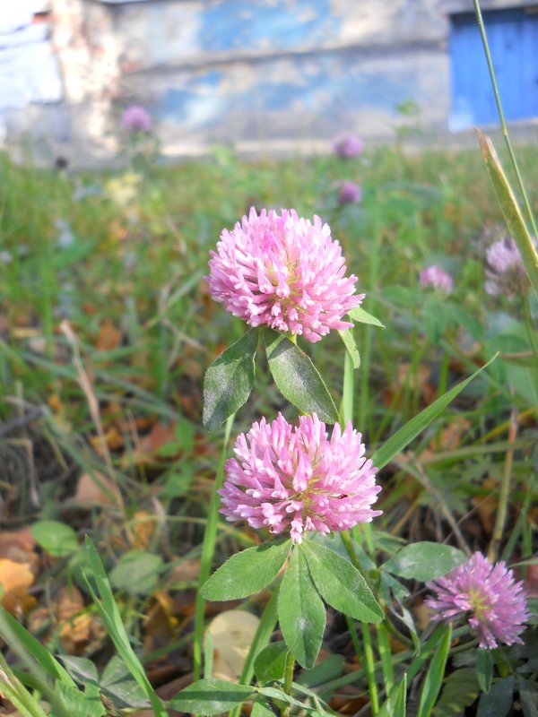 Изображение особи Trifolium pratense.