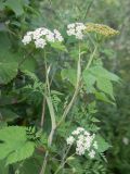 Conioselinum tataricum