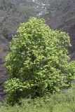 Acer turkestanicum. Дерево на горном склоне. Таджикистан, Гиссарский хр., ущелье Сингисафат. 29.04.2011.