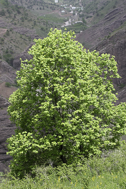 Image of Acer turkestanicum specimen.