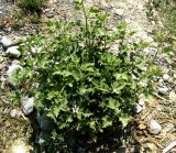 Althaea armeniaca. Цветущее растение на берегу горной речки. Копетдаг, Чули. Июнь 2011 г.