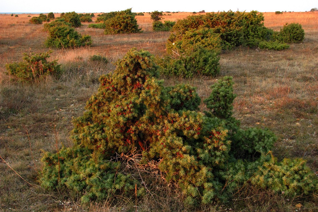 Изображение особи Juniperus deltoides.