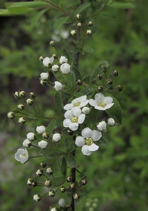 Image of genus Spiraea specimen.