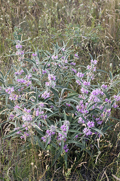 Изображение особи Phlomis regelii.