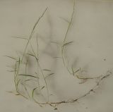 Muhlenbergia schreberi