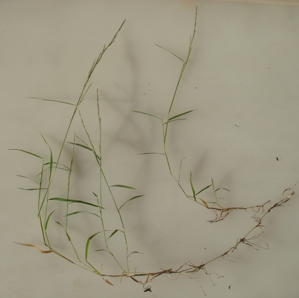 Image of Muhlenbergia schreberi specimen.