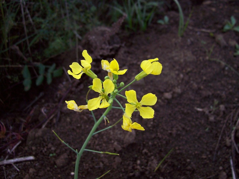Image of Raphanus raphanistrum specimen.