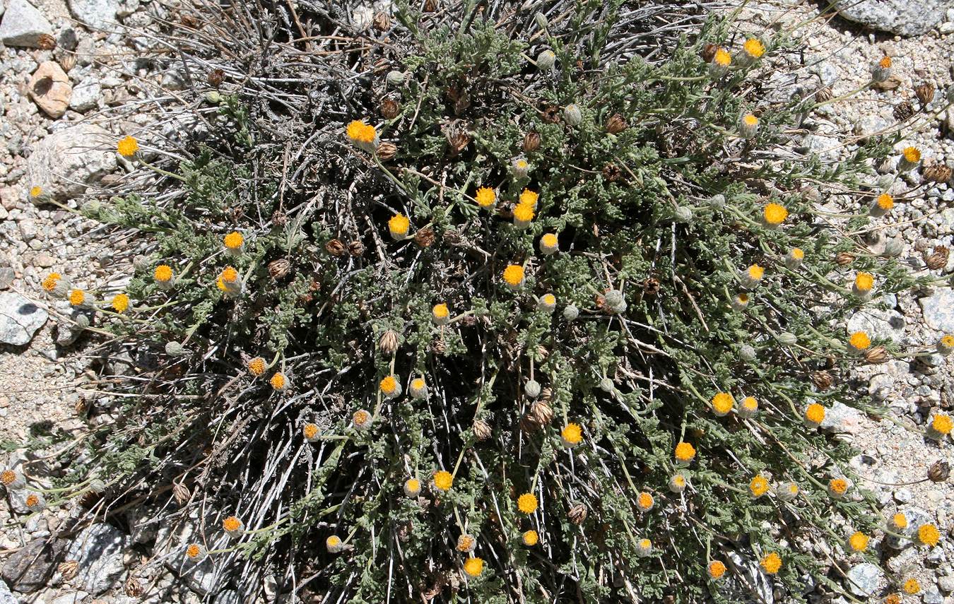 Image of Xylanthemum pamiricum specimen.