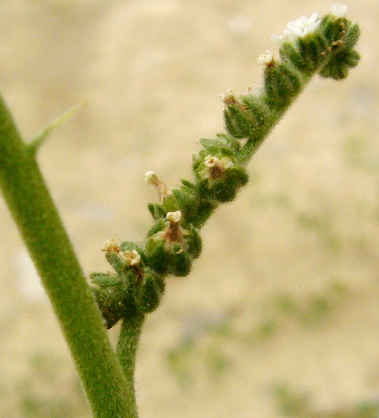 Изображение особи Heliotropium ellipticum.