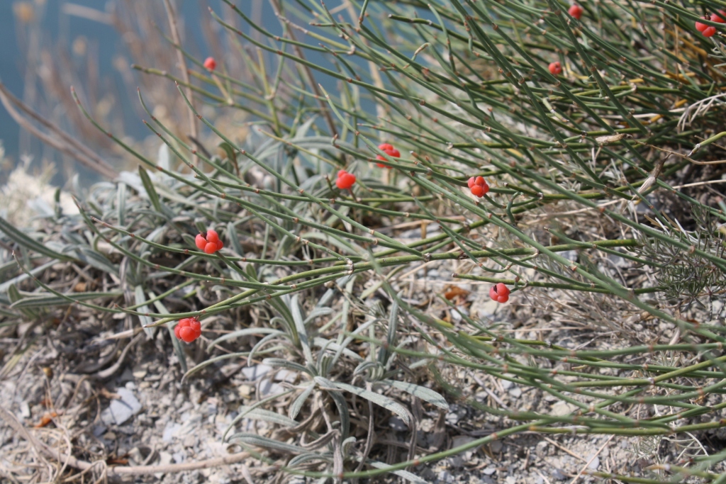 Изображение особи Ephedra distachya.