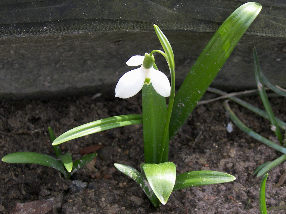 Изображение особи Galanthus transcaucasicus.