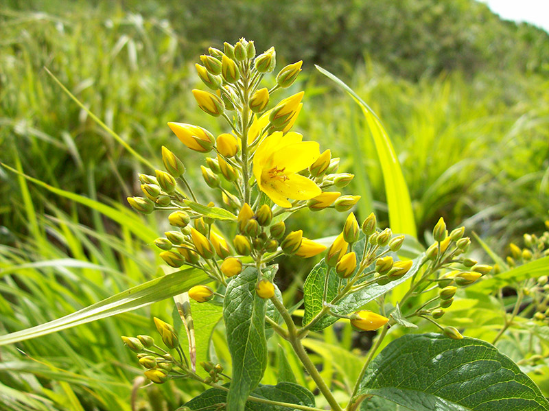 Изображение особи Lysimachia vulgaris.