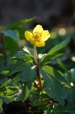 Anemone ranunculoides. Цветущее растение. Московская обл., Ульяновский лесопарк. 15.04.2007.