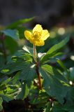 Anemone ranunculoides