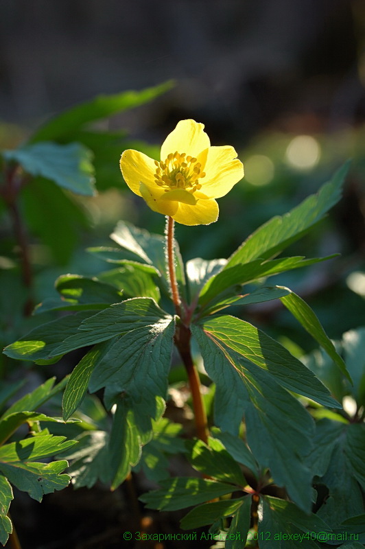 Image of Anemone ranunculoides specimen.