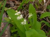 Smilacina dahurica