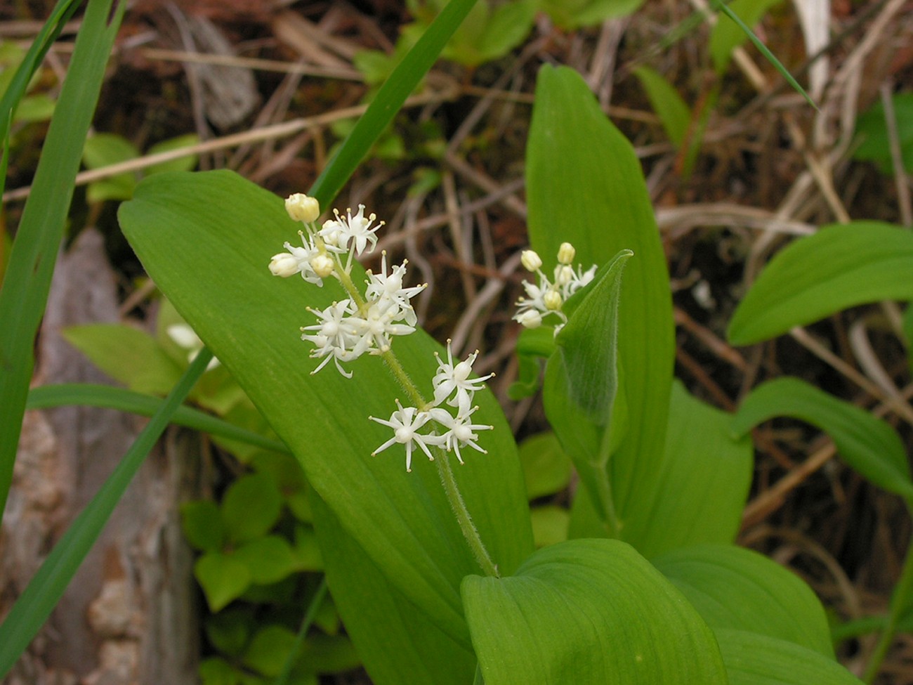 Image of Smilacina dahurica specimen.