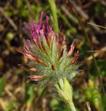 Trifolium blancheanum. Отцветающее соцветие. Израиль, Шарон, г. Герцлия, высокий берег Средиземного моря. 26.04.2012.