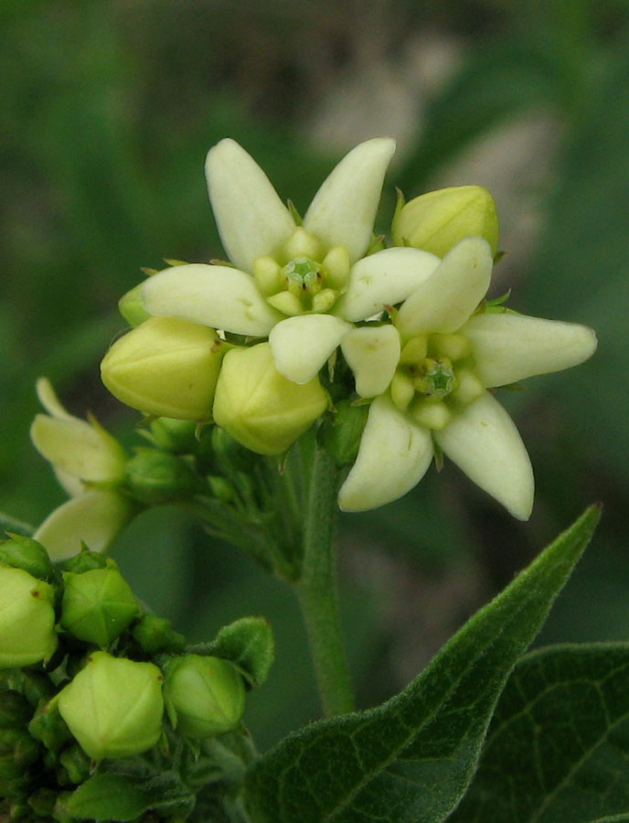 Image of Vincetoxicum albovianum specimen.